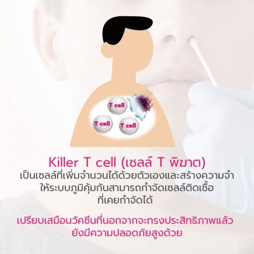 kill T cell,เซลล์ T พิฆาต,ระบบภูมิคุ้มกัน